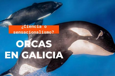 ORCAS EN GALICIA, ¿ATAQUES O INTERACCIONES?