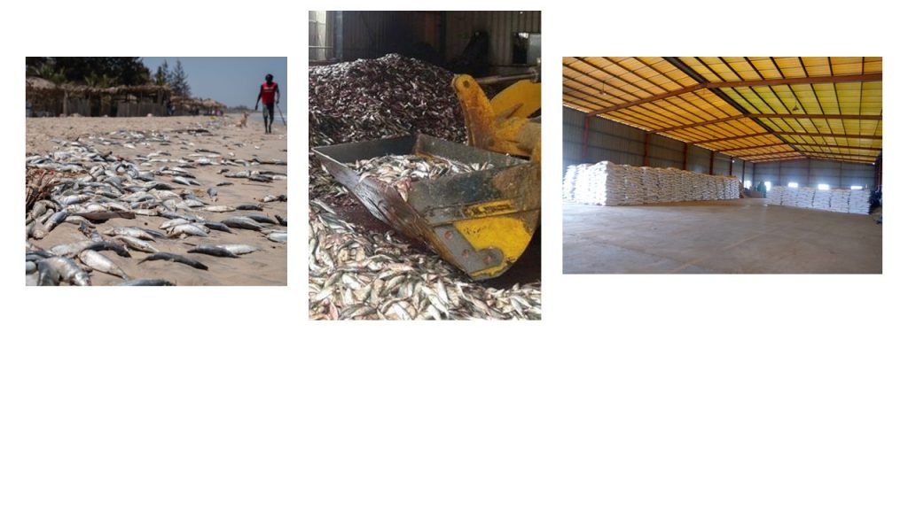 Gambia fish meal factories